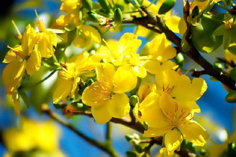 hình ảnh hoa mai vàng đẹp nhất