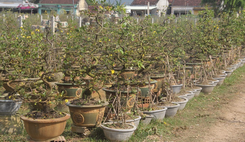 Vườn bonsai Phương Mai