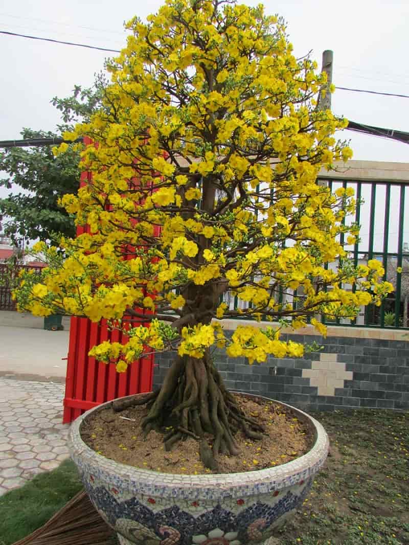 cây mai vàng khủng nhất Việt Nam