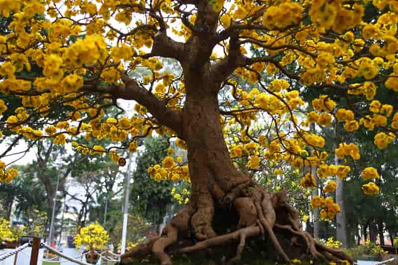 cây mai vàng khủng nhất Việt Nam