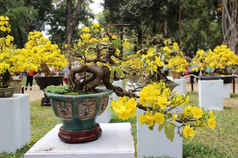 Tổng hợp hình ảnh hoa mai vàng đẹp nhất Việt Nam - Yêu Mai Vàng
