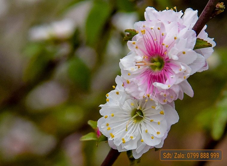 Nhất Chi Mai, đặc điểm và cách chăm sóc cây Nhất Chi Mai Yêu Mai Vàng