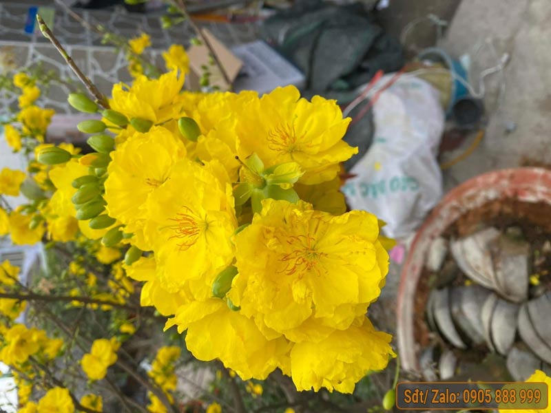 siêu bông bình lợi