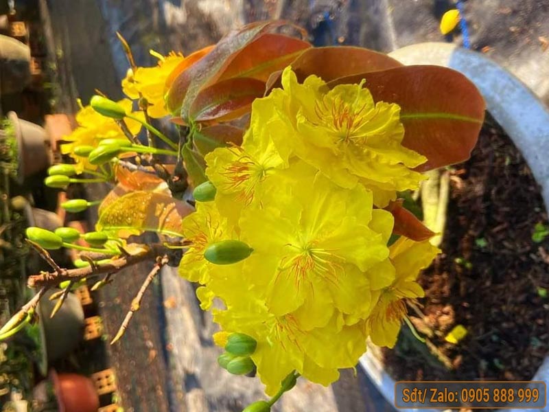 siêu bông bình lợi