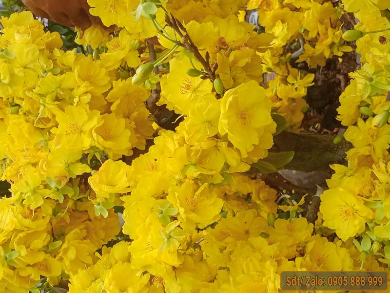hoa mai siêu bông bình lợi