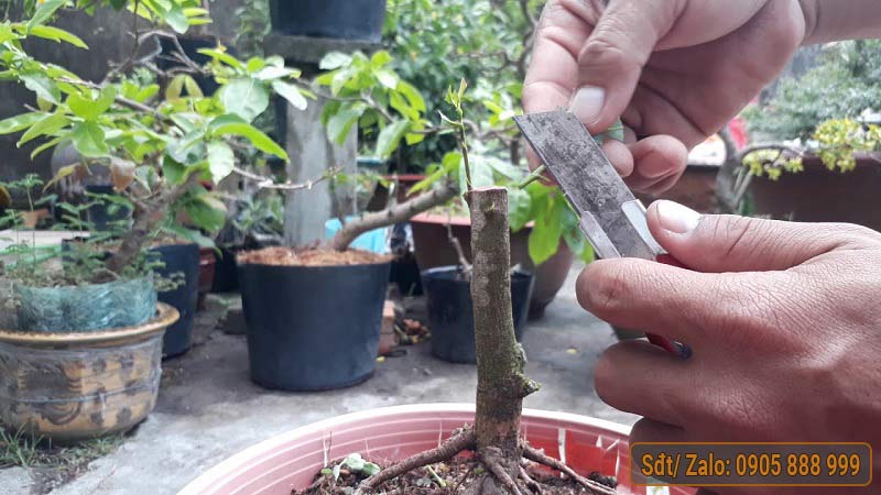 Kỹ thuật ghép mai vàng chuyên nghiệp
