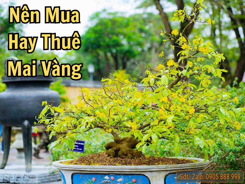 Tìm hiểu nên mua hay thuê mai vàng